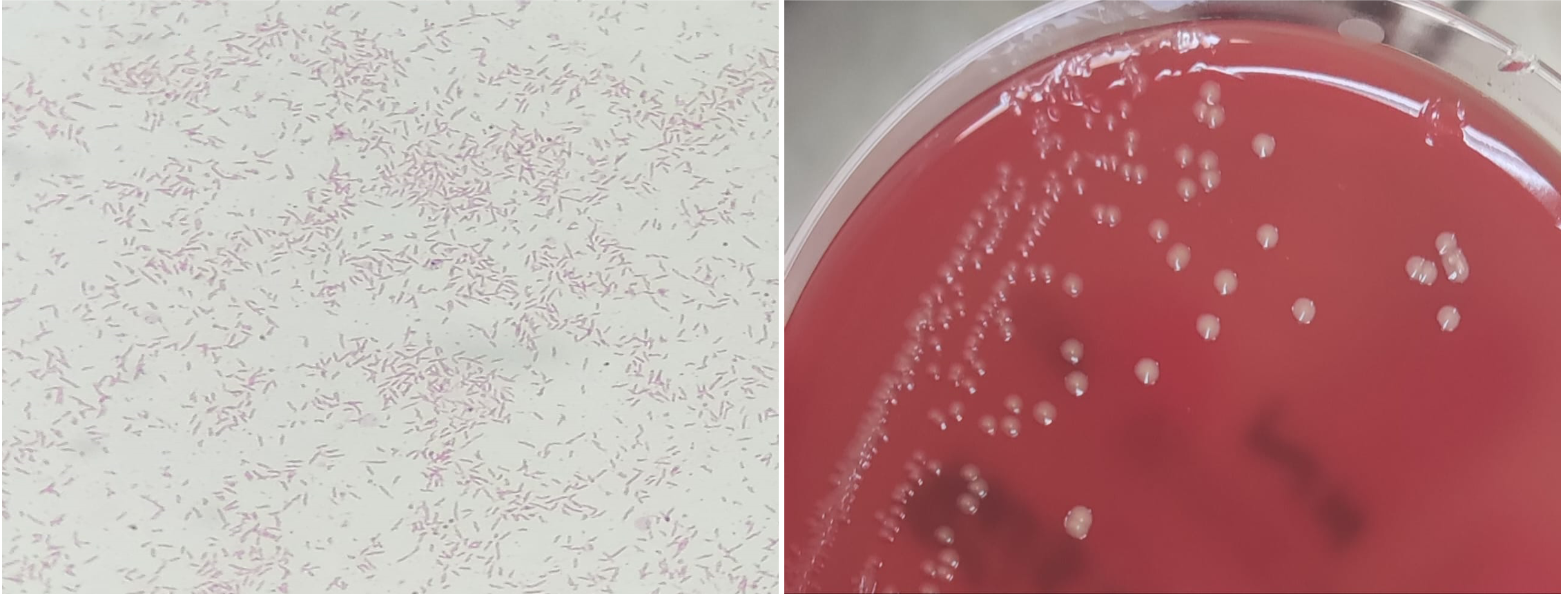 Morphological characteristics of C. coli isolate